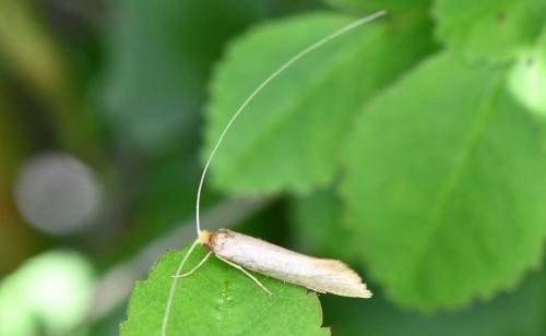 Nematopogon sp.